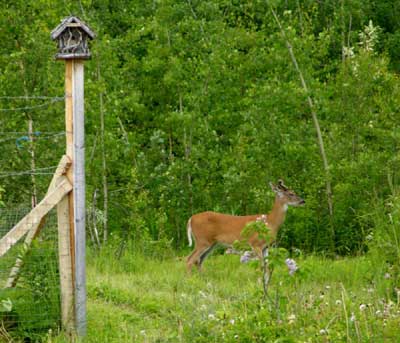 Gardening Questions on Around Your Garden Seven Feet High Or Deer Will Eat Your Garden