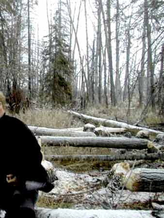 Beaver Ponds - Homesteading Questions