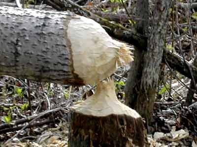 Beaver Ponds - Homesteading Questions
