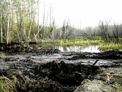 Building a beaver trap? - Homesteading Questions