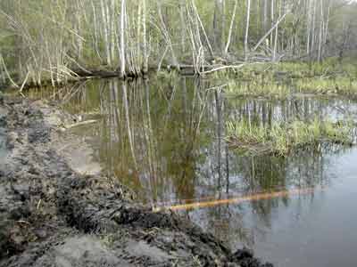 Building a beaver trap? - Homesteading Questions