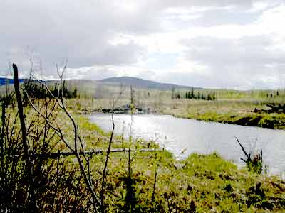 Beaver Ponds - Homesteading Questions