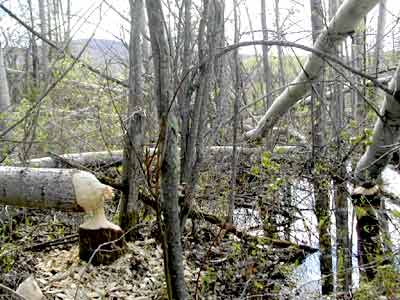 Building a beaver trap? - Homesteading Questions