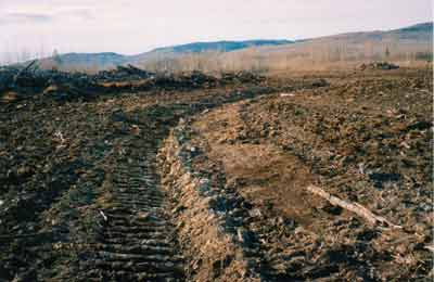 Beaver Ponds - Homesteading Questions