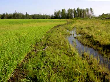 Beaver Ponds - Homesteading Questions