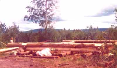 Building a large log cabin? - Homesteading Questions